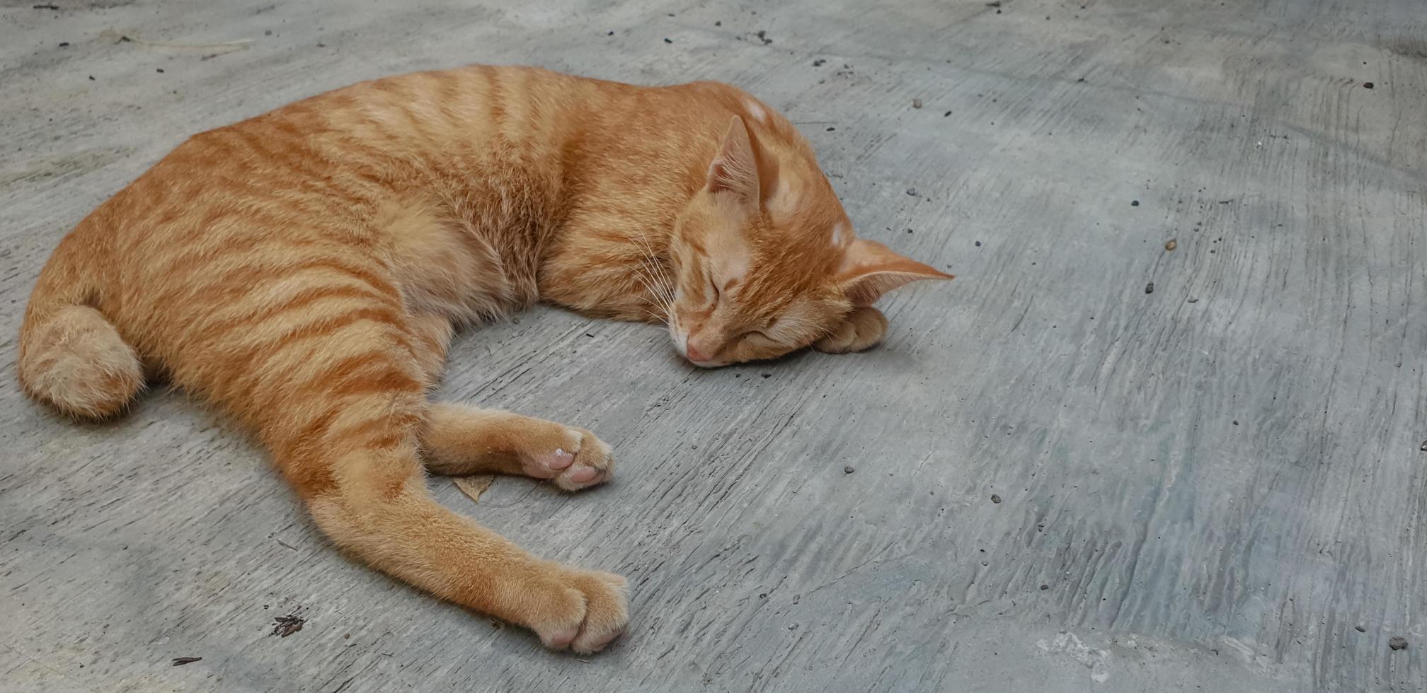 cerrar lindo gatito dormir foto