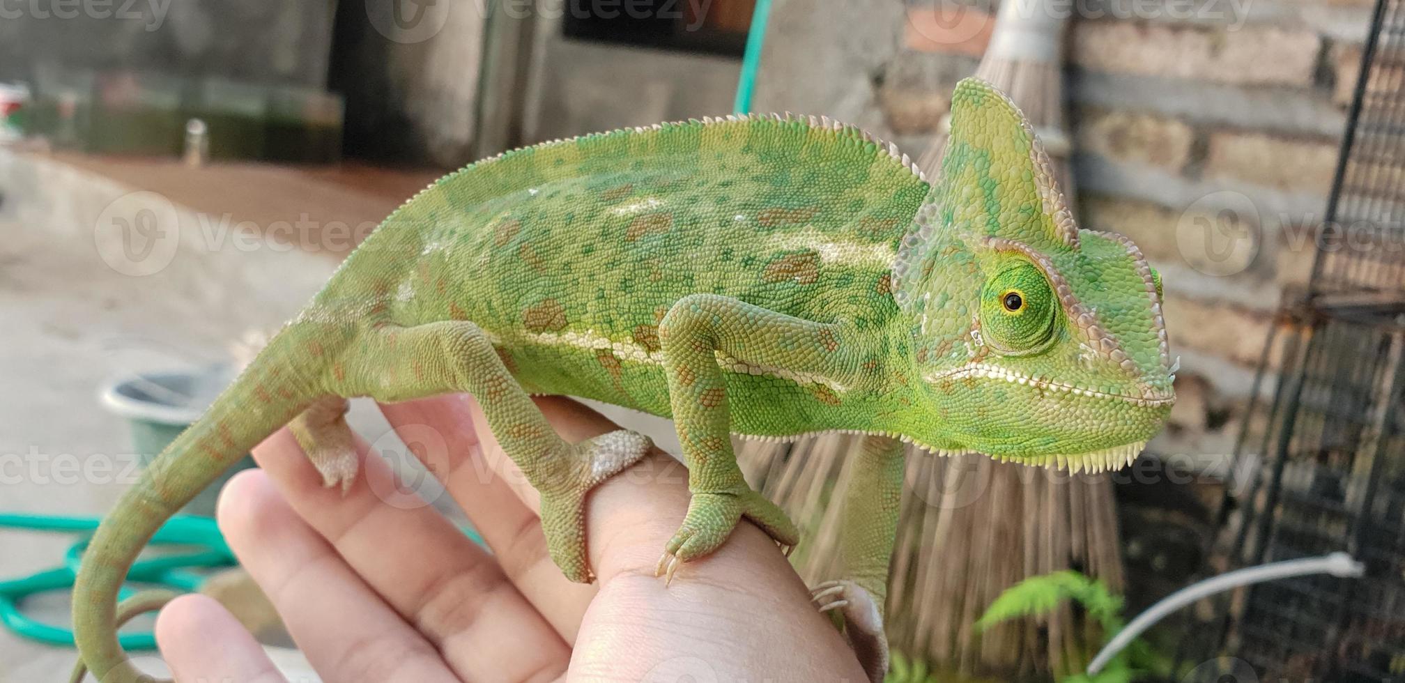 hands holding young green veild chameleon photo