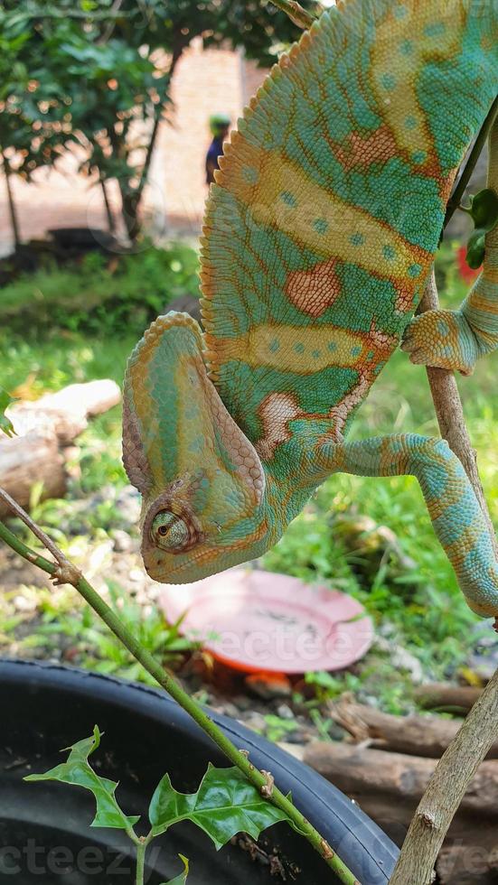 camaleón velado hermoso reptil único foto