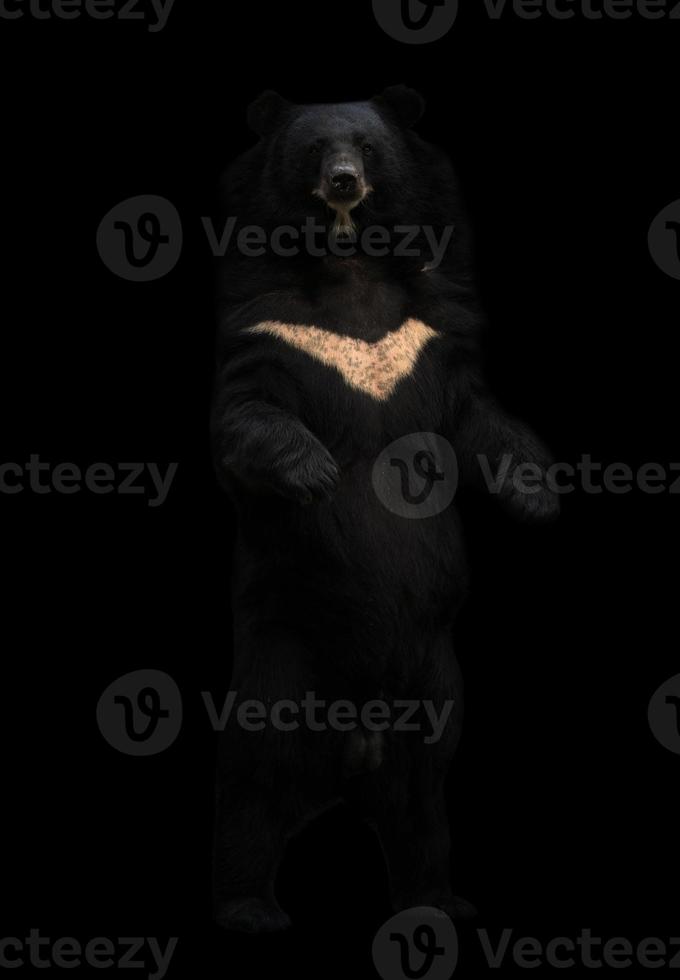 asiatic black bear standing in the dark photo