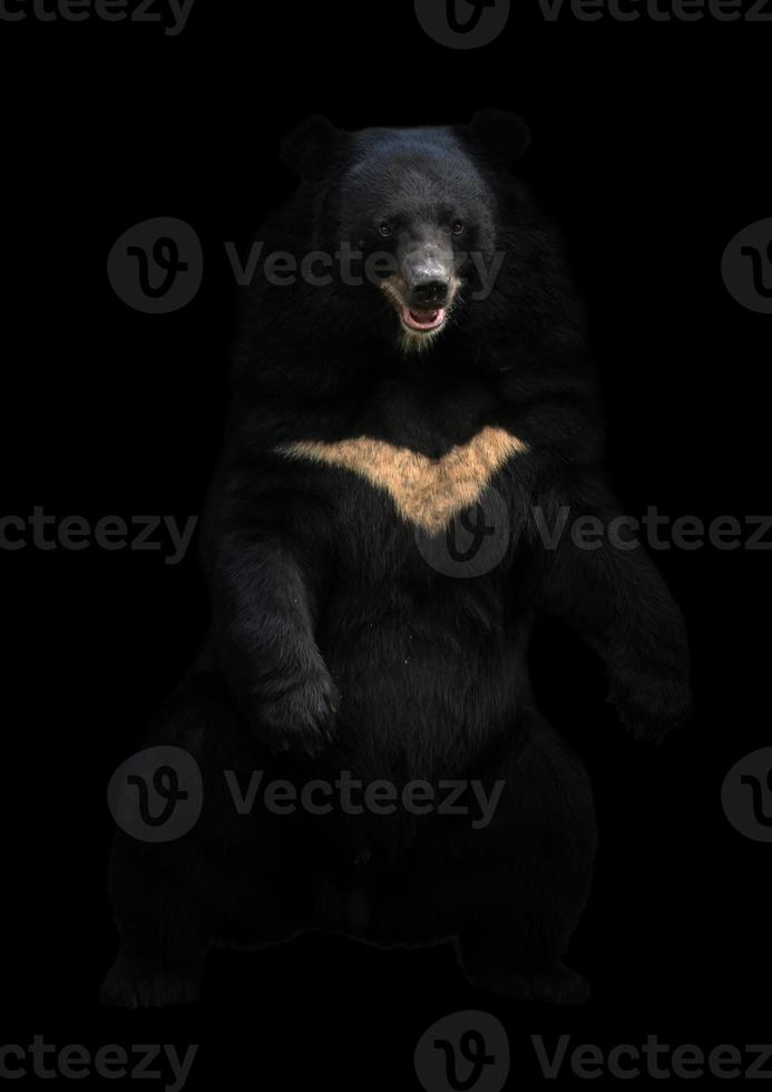 asiatic black bear standing in the dark photo