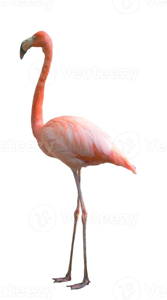 flamingo bird isolated photo