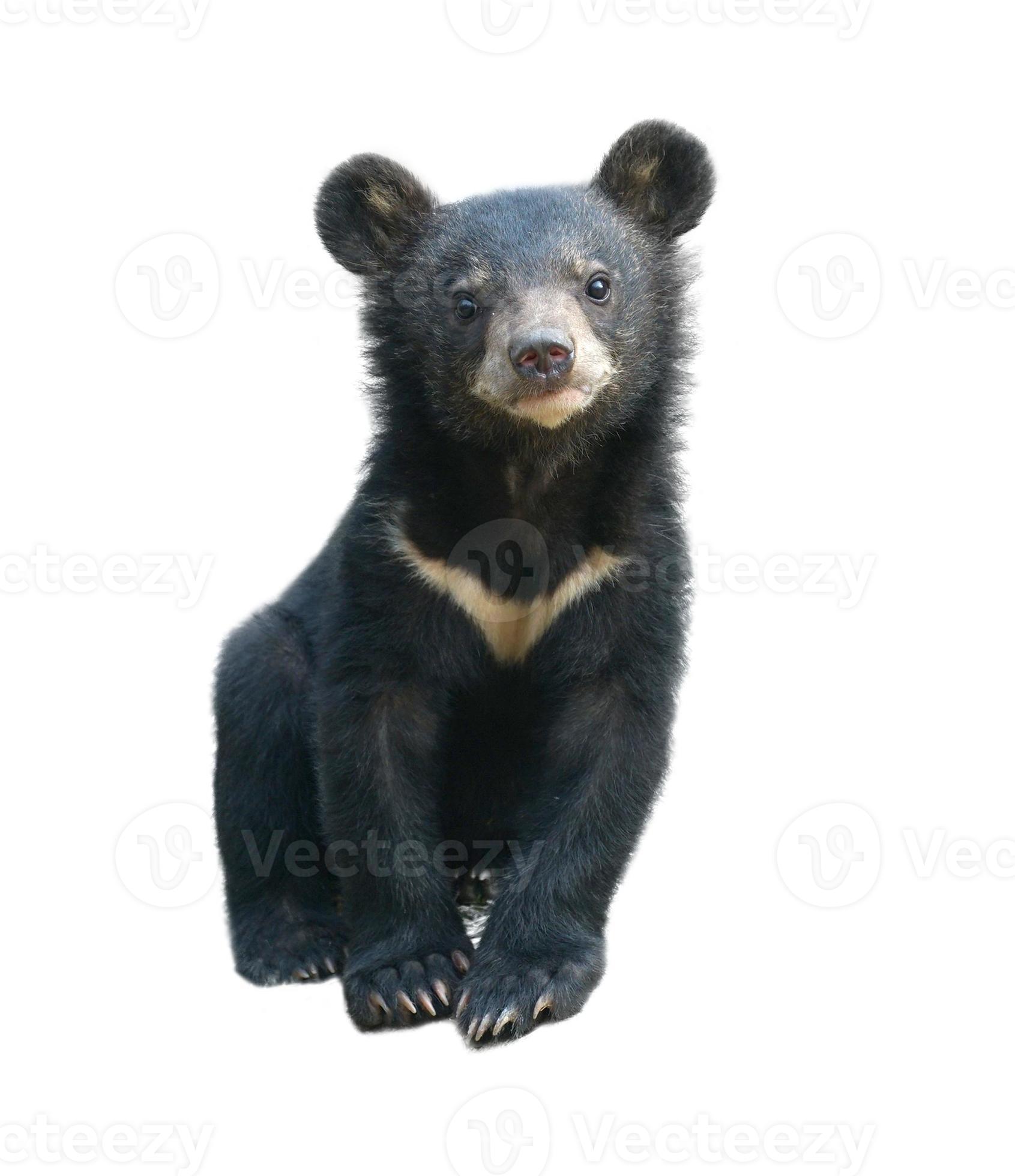 Moonbear Image 3