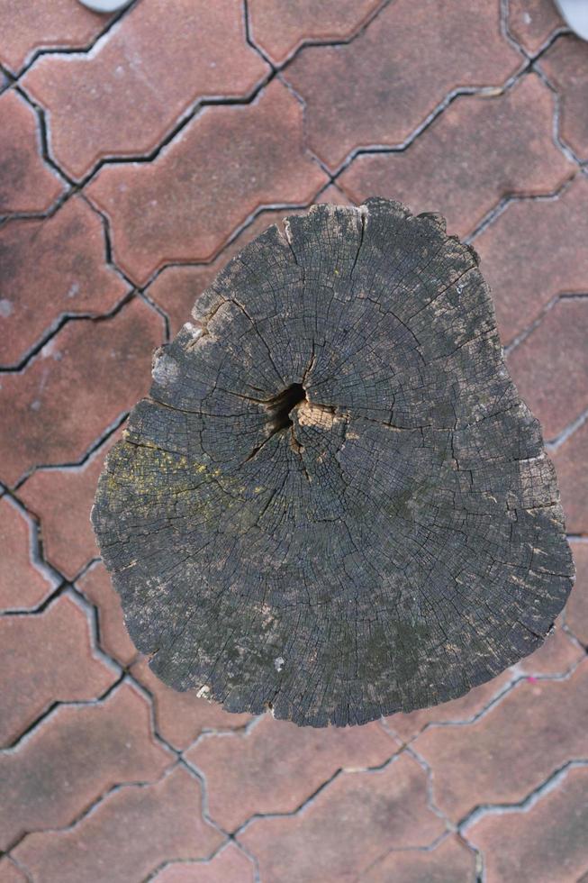 Stump of  tree texture background or Wood cross section background. photo