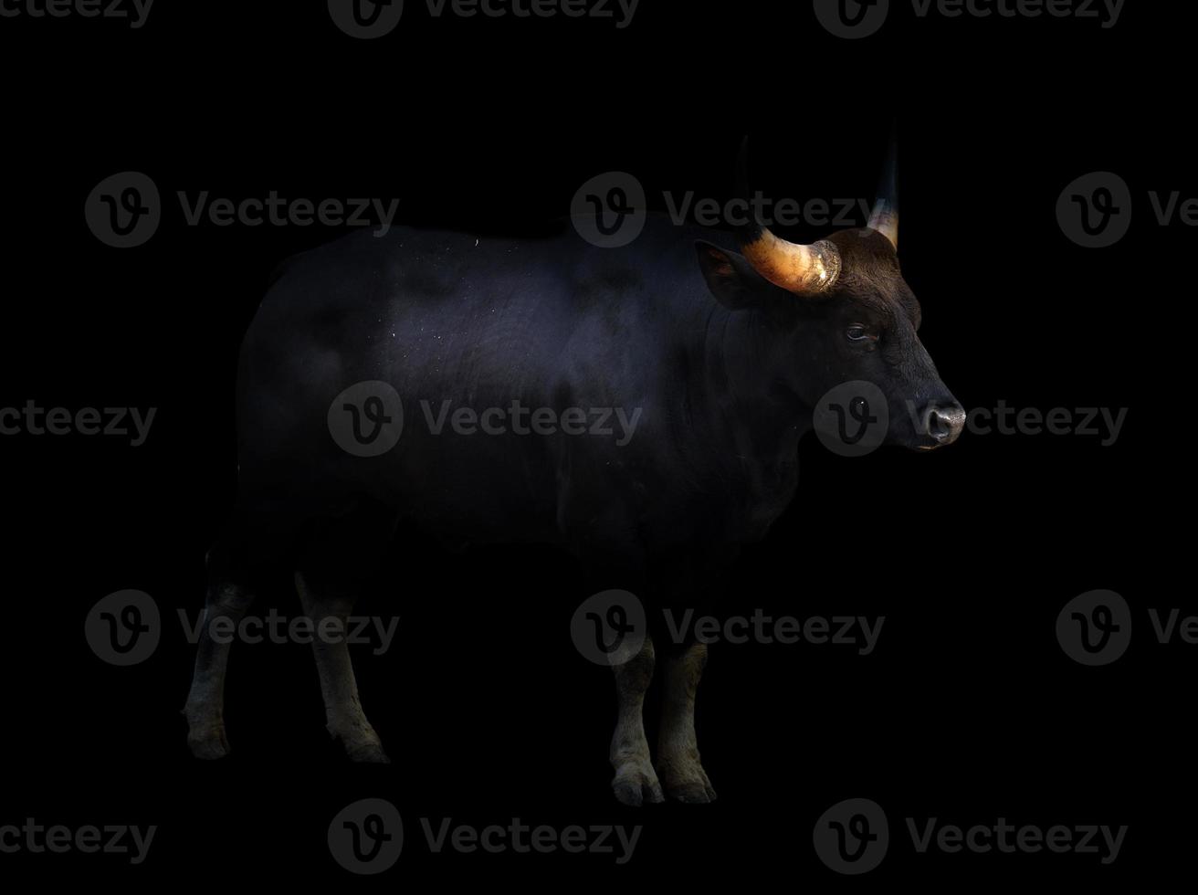 gaur standing in the dark photo