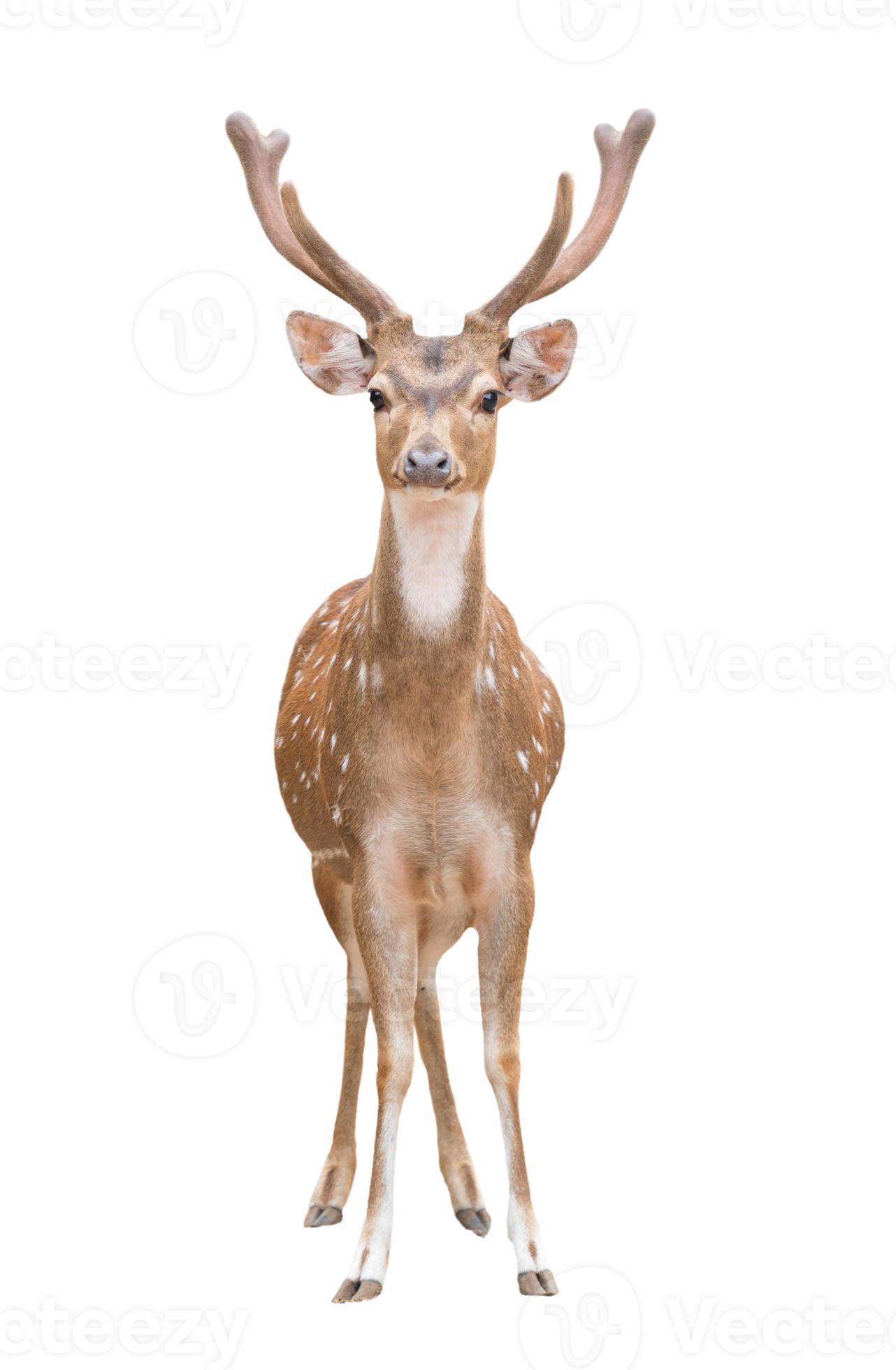 axis deer isolated 4529499 Stock Photo at Vecteezy