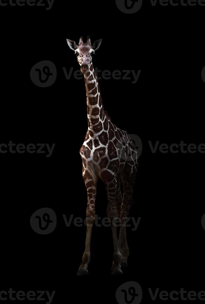 giraffe standing in the dark photo