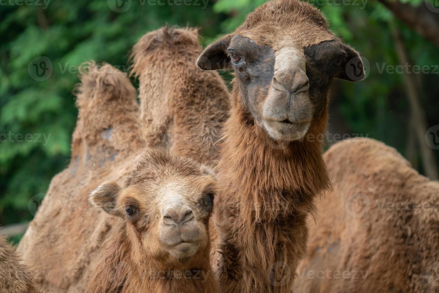 young domestic bactrian Camel photo