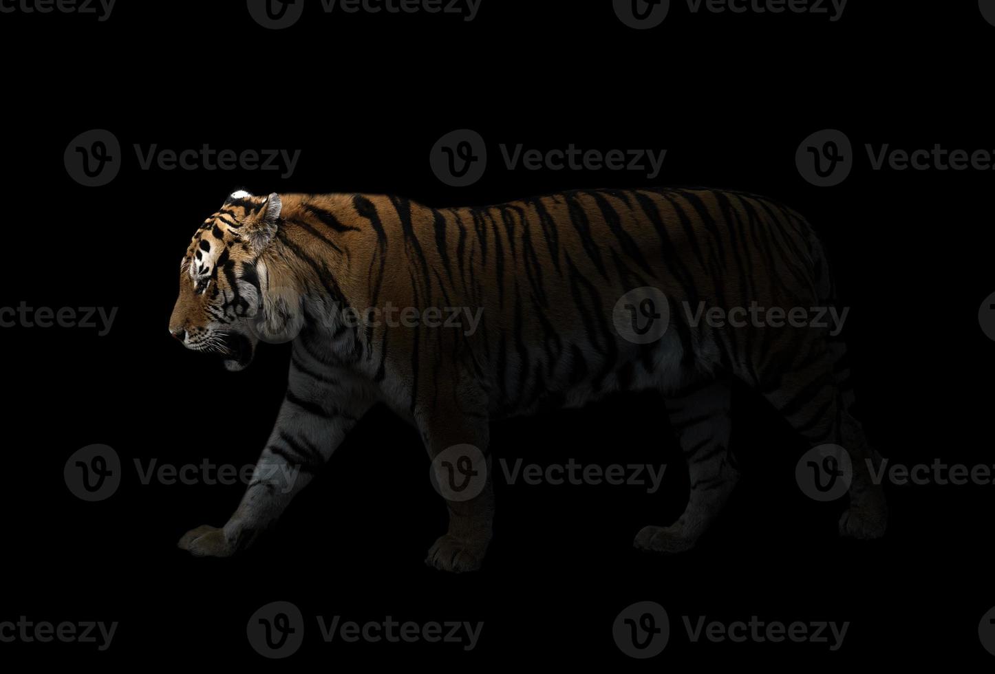 male siberian tiger in the dark photo