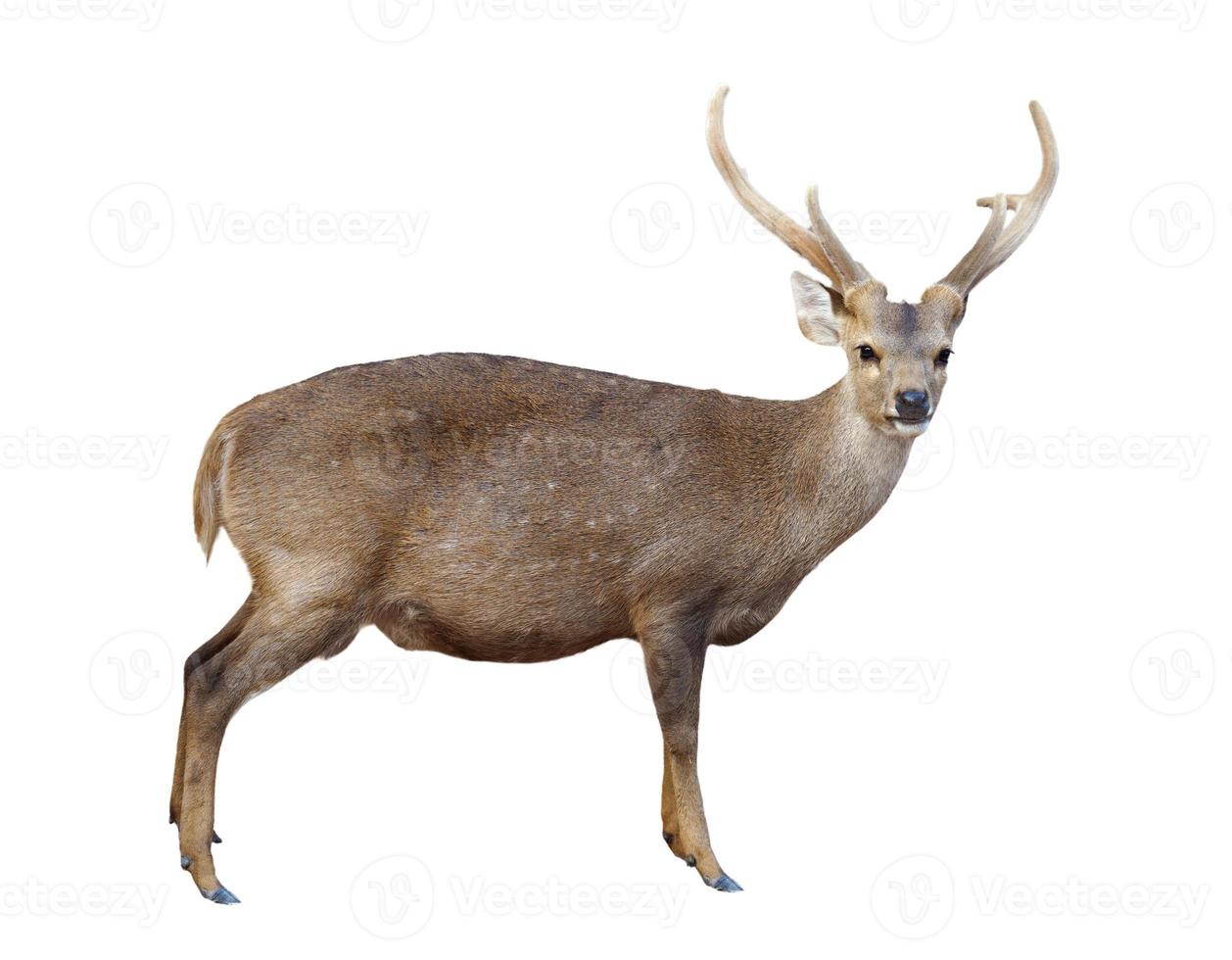 male hog deer isolated photo