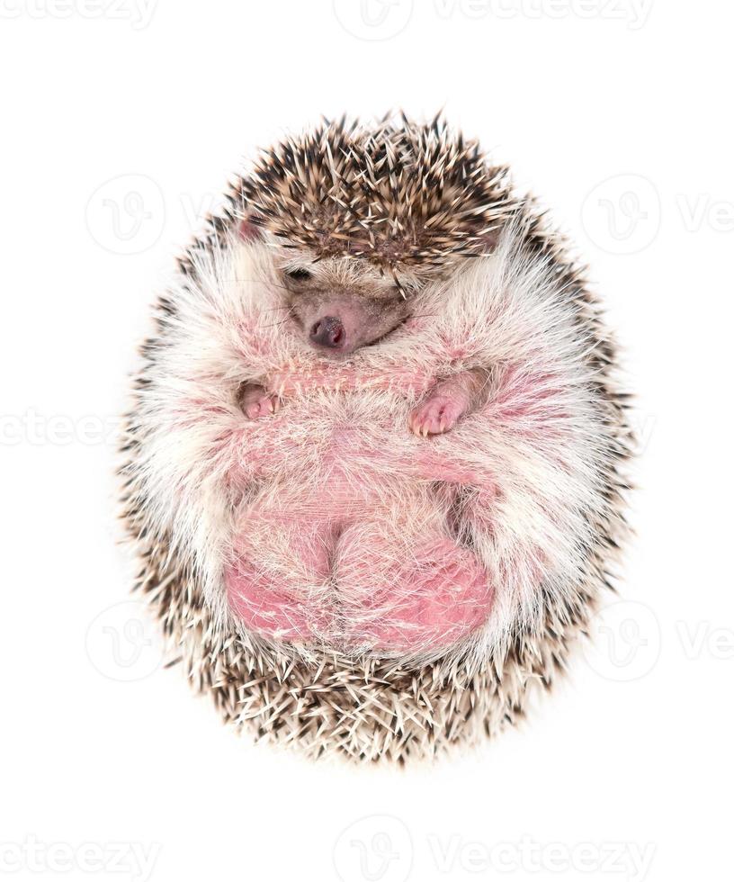 hedgehog isolated on white background photo