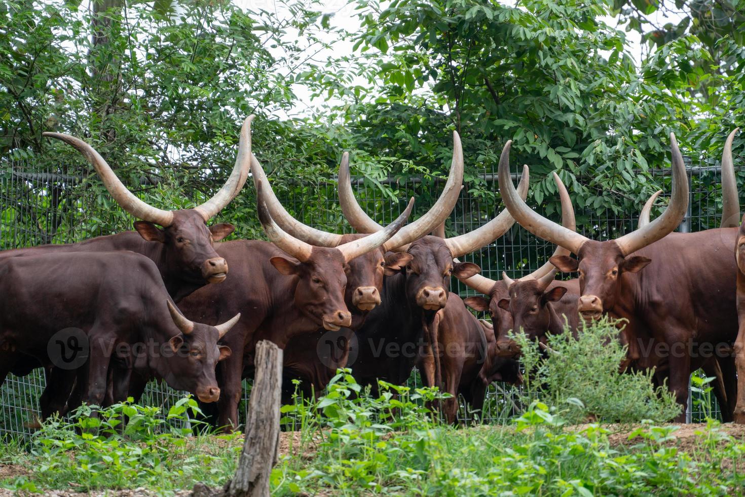 group of ankole watusi photo