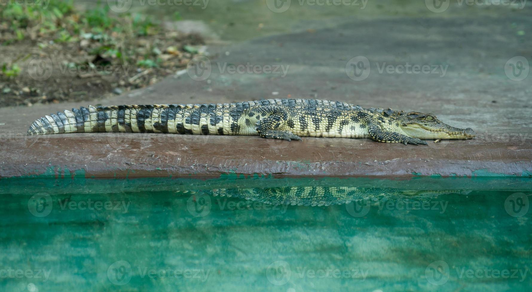 crocodile resting near water photo