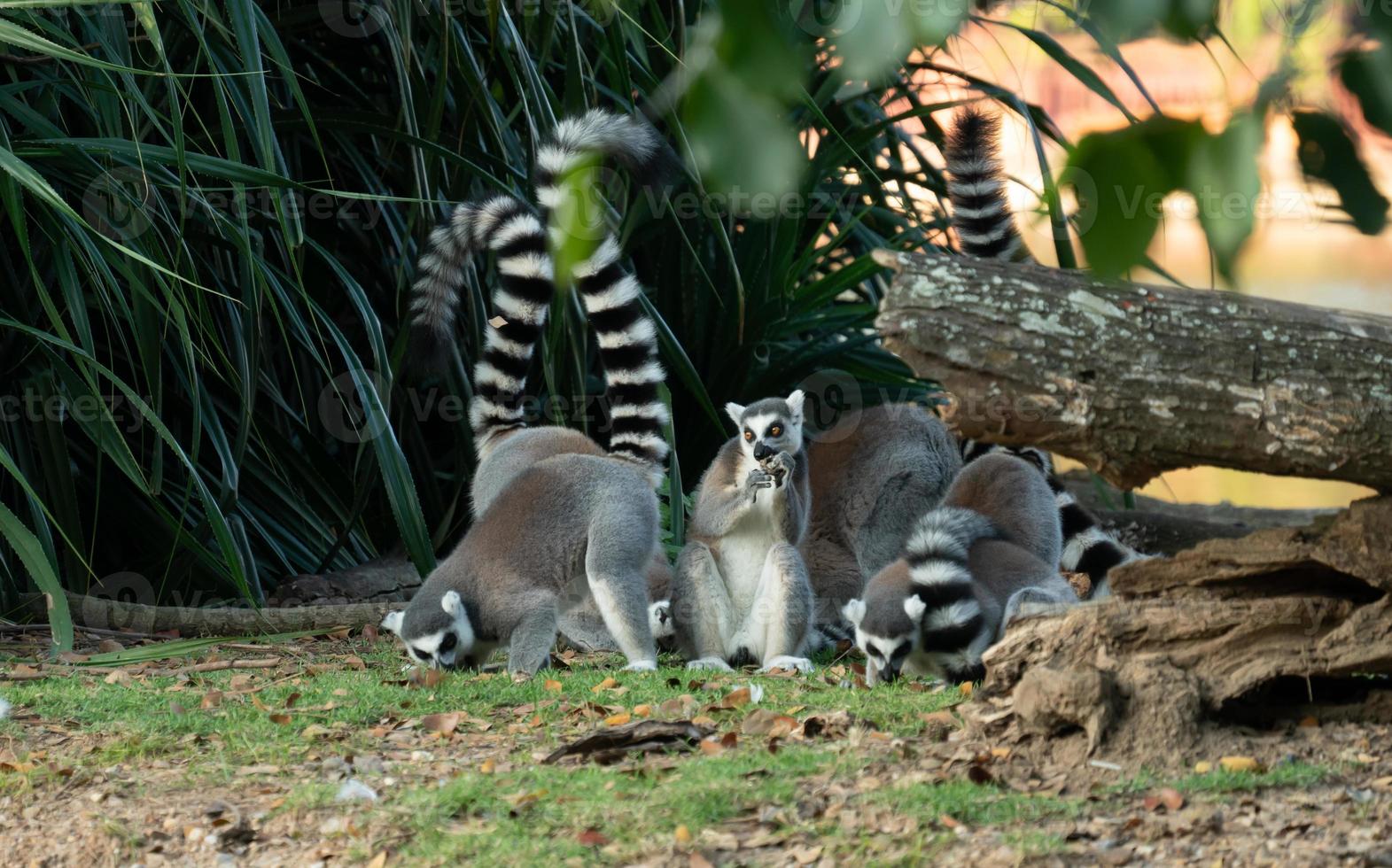 ring tailed lemur photo