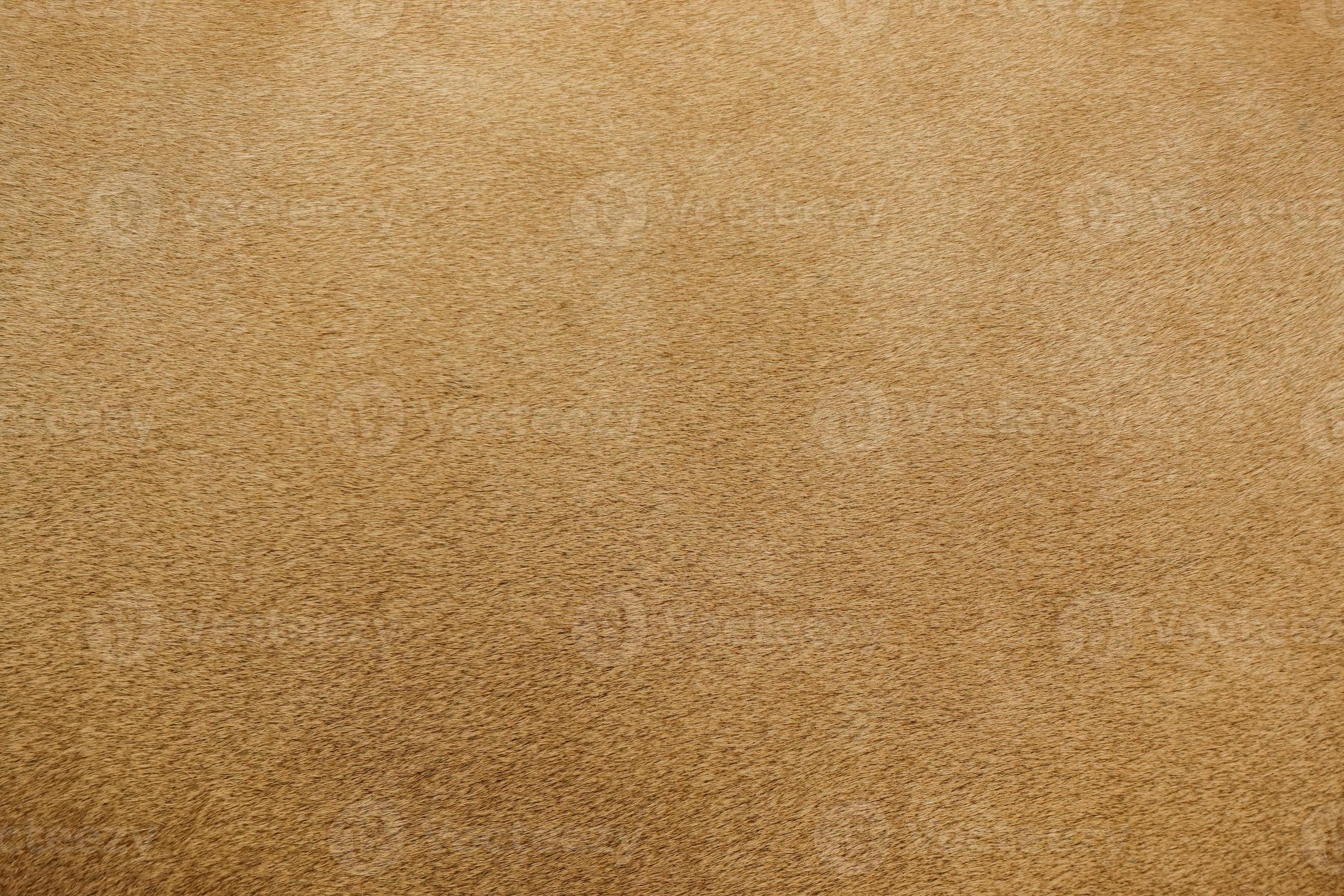 real lion fur texture 4529560 Stock Photo at Vecteezy