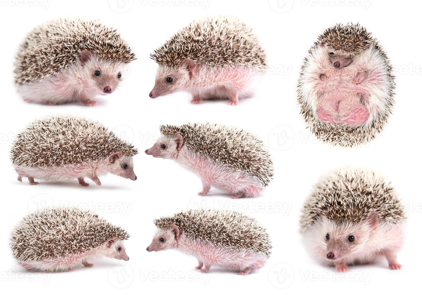 african pygmy hedgehog isolated photo