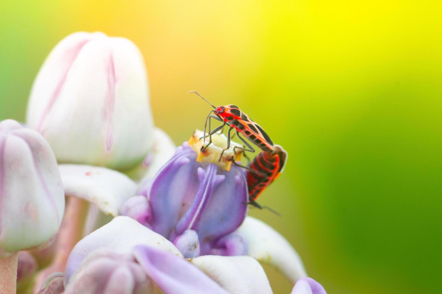 Close-up photo of a beautiful insect perched on a leaf