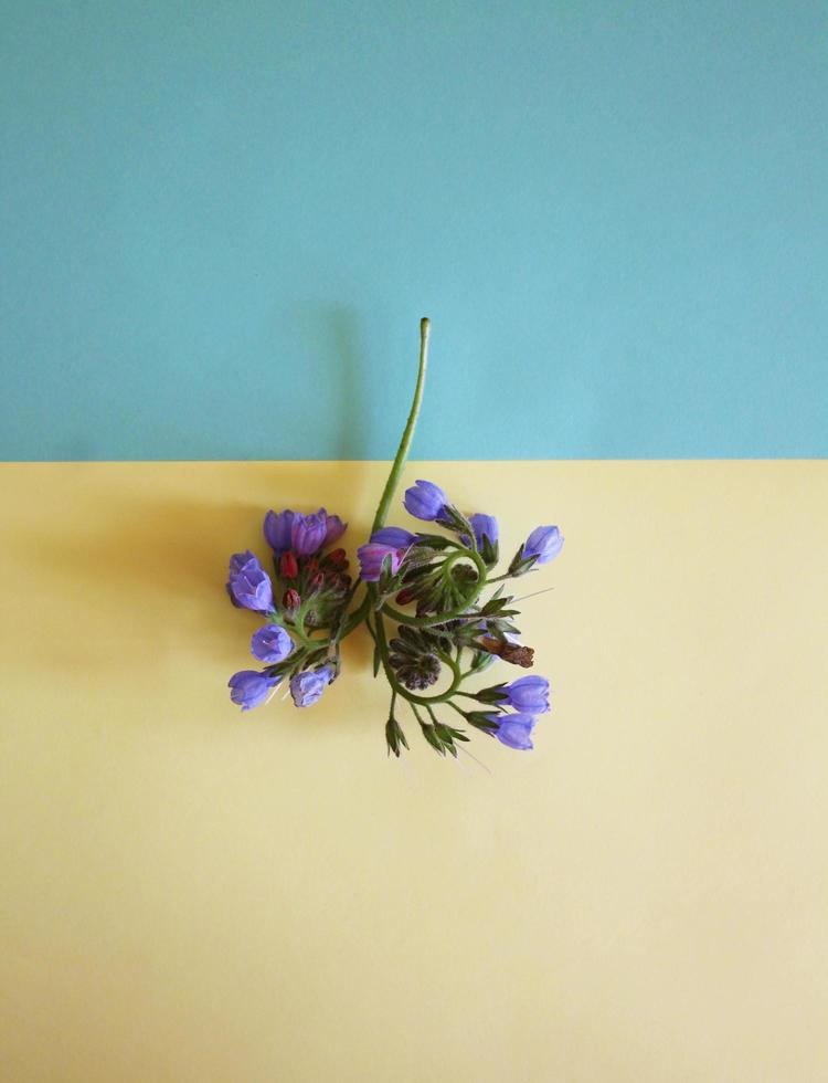 A branch of blue flowers on a geometric background photo