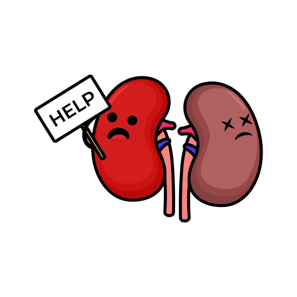 Cute kidney mascot vector