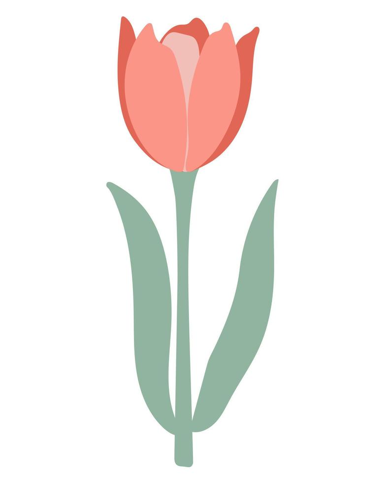 Ilustración de vector de tulipán único delicado