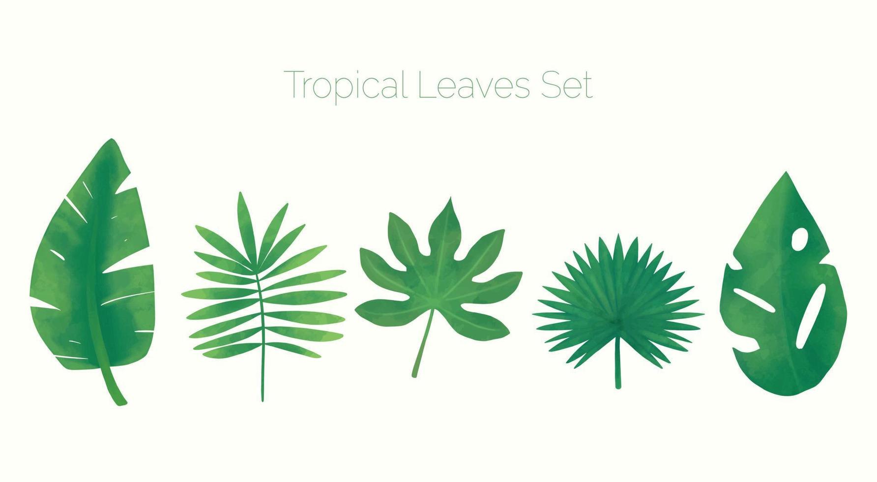 Green tropical leaf set on white background. Palm and banana leaves. Spa set of five summer tropical leaves. Tropical vacation. Vector EPS 10