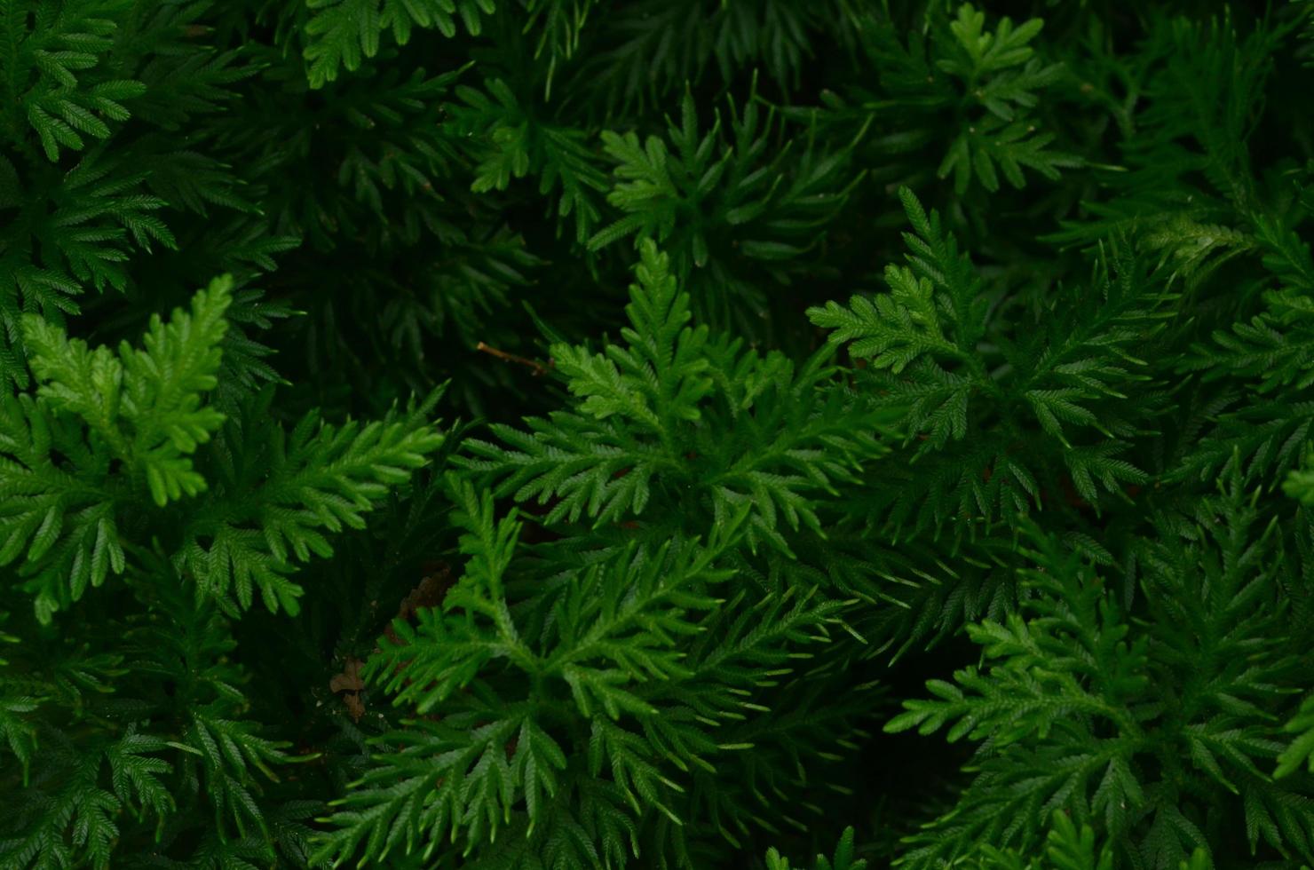 close-up green tropical leaf background photo