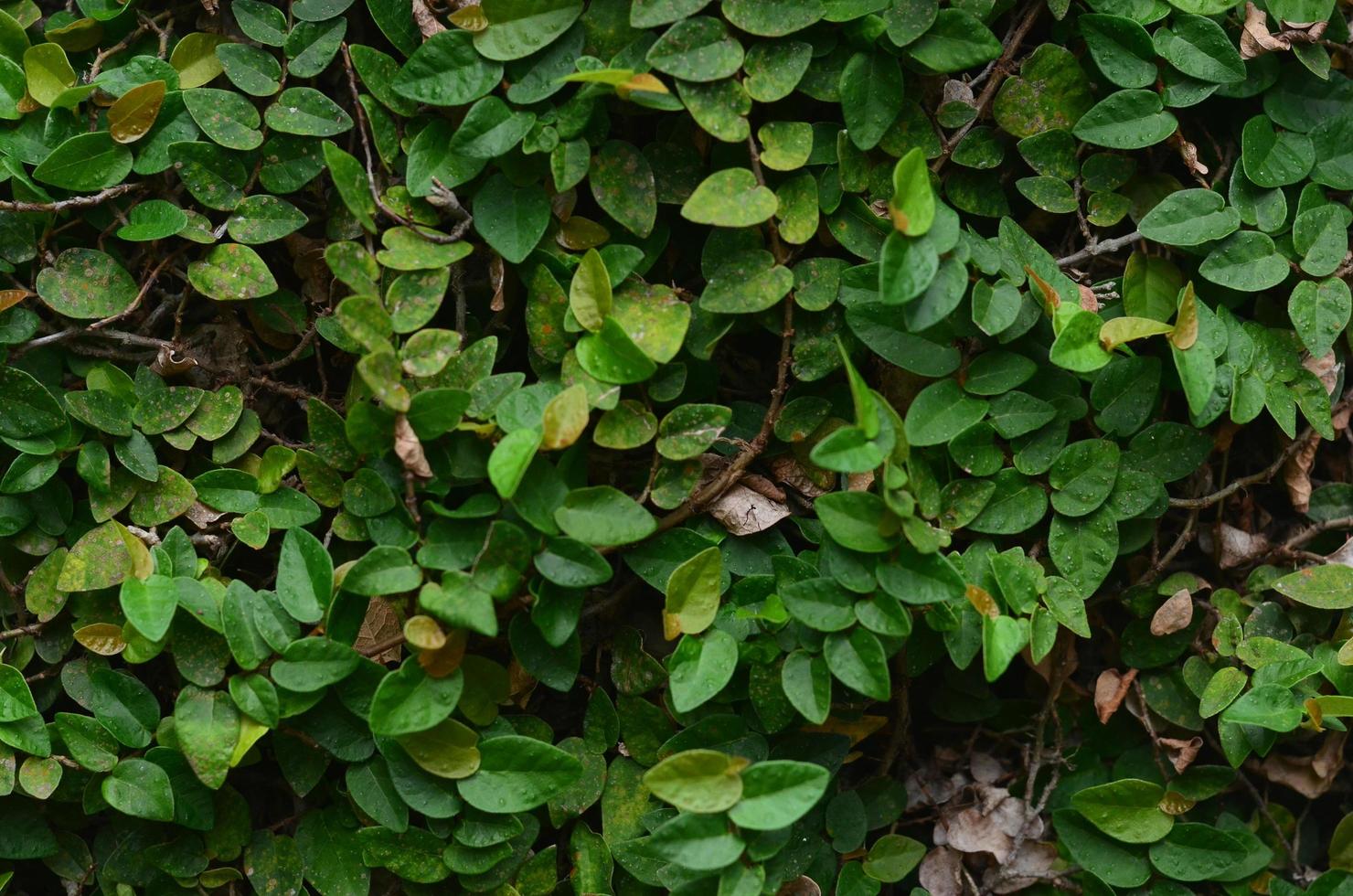 Close-up tropical green leaf texture. Foliage background. photo