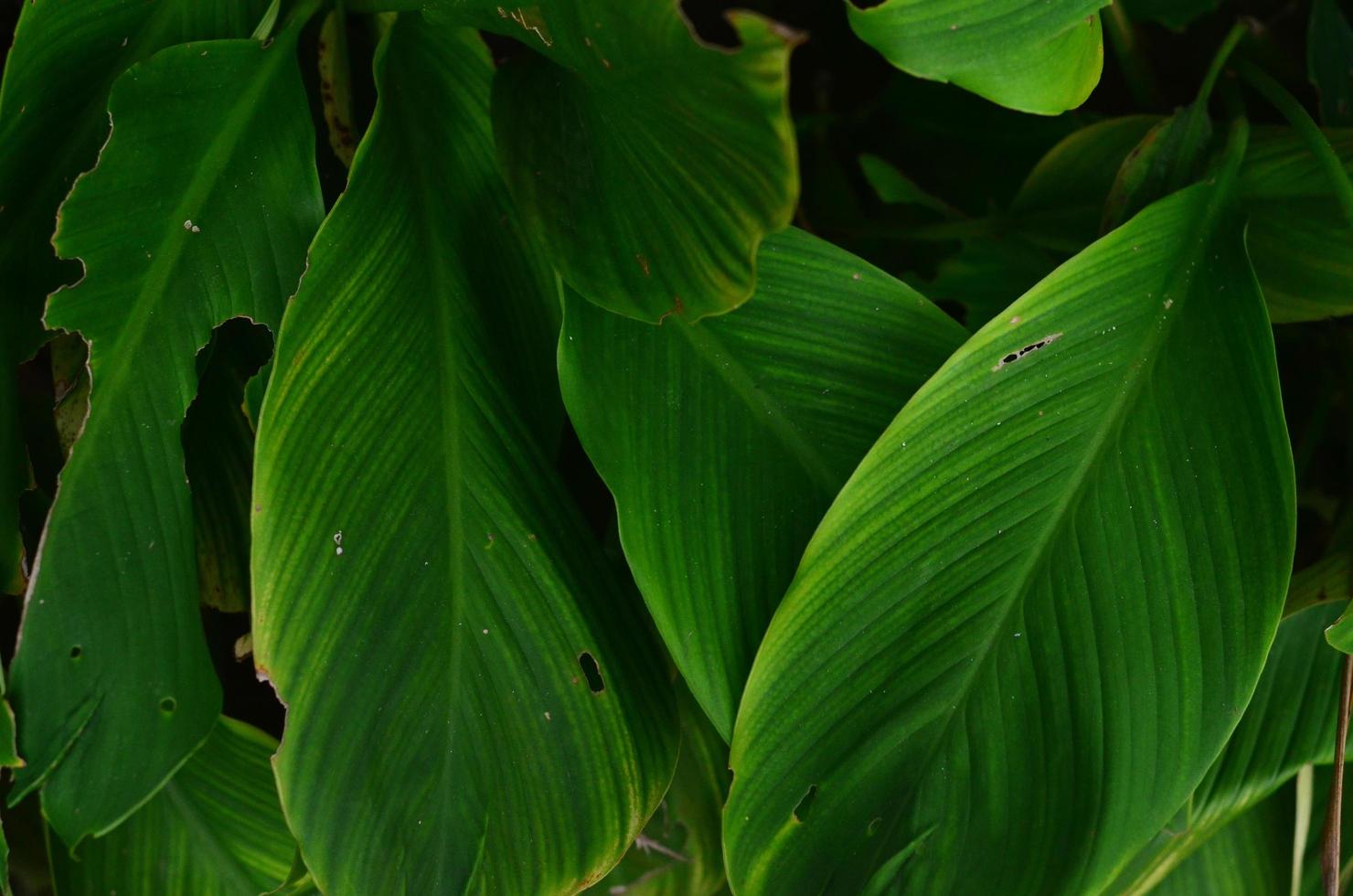 Close-up tropical green leaf texture. Foliage background. photo