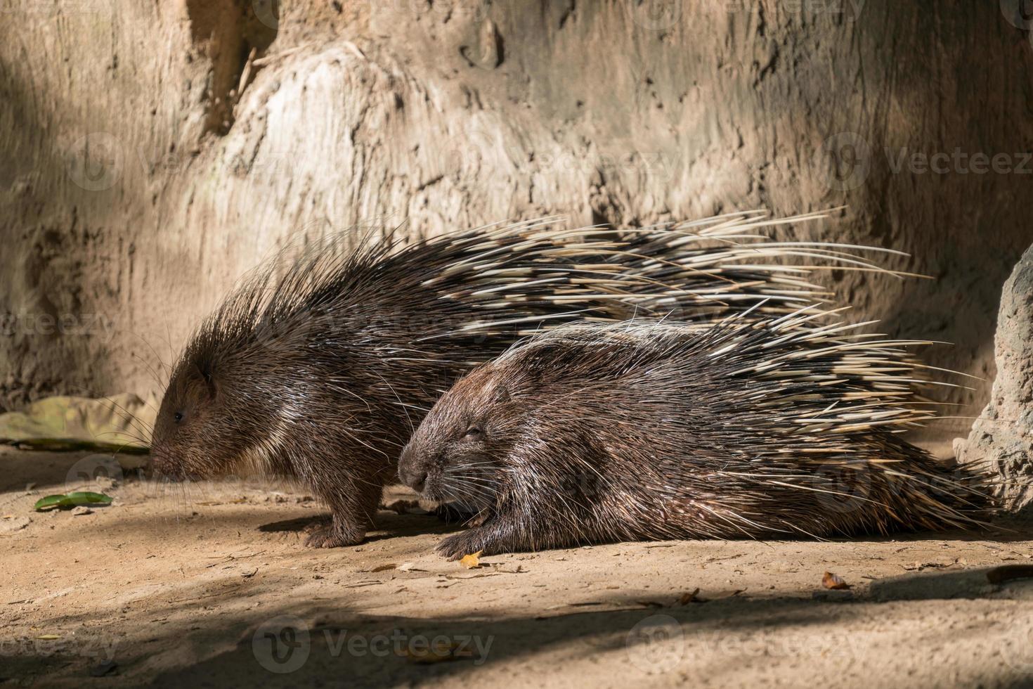 malayan porcupine, himalayan porcupine photo