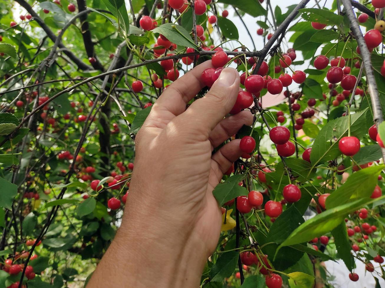 Hand of a man picking a red cherry from a branch. photo