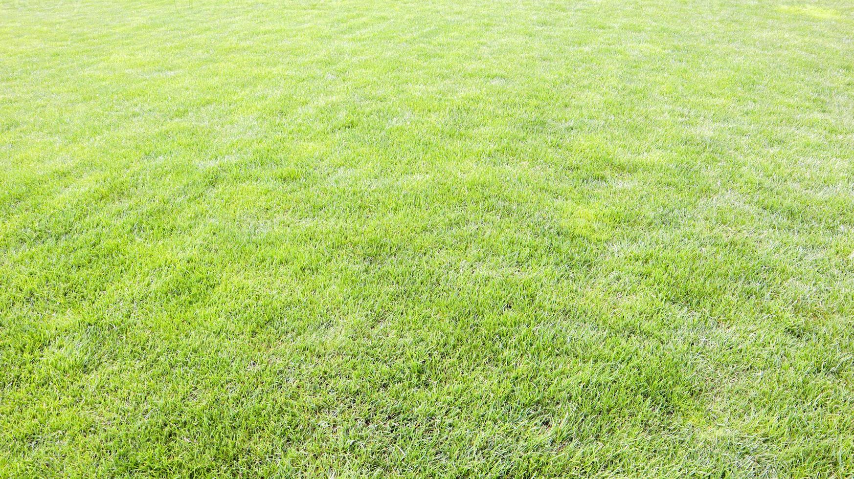 Grass background on a golf course. Green lawn background. photo