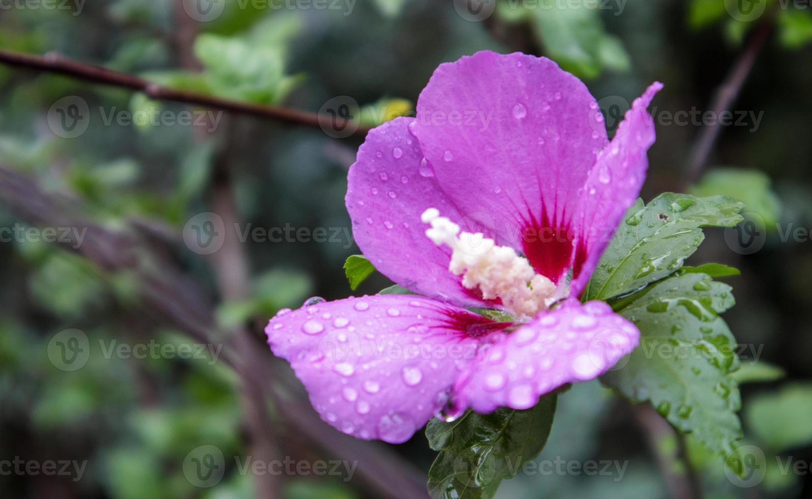 flores de cetmia siria, hibiscus syriacus. Planta ornamental de hibisco sirio, flores de color púrpura púrpura en el jardín con gotas de lluvia o ross de la mañana en tortas y hojas. fondo floral. foto