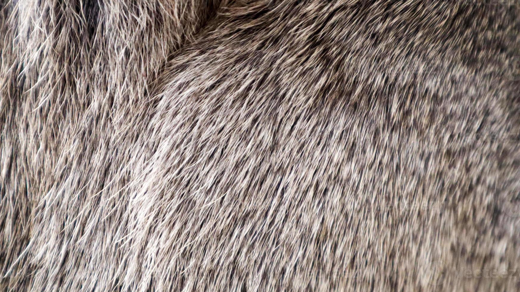 Mule deer fur background texture image. Gray fur close-up. Thailand Fur of deer female photo