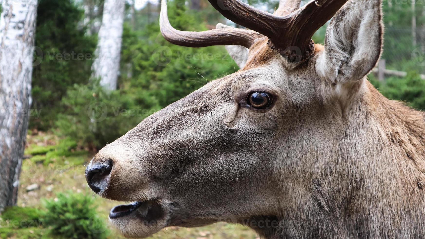 venado cola blanca retrato de primer plano muy detallado. con un ojo de ciervo. ungulados mamíferos rumiantes. retrato valiente ciervo foto