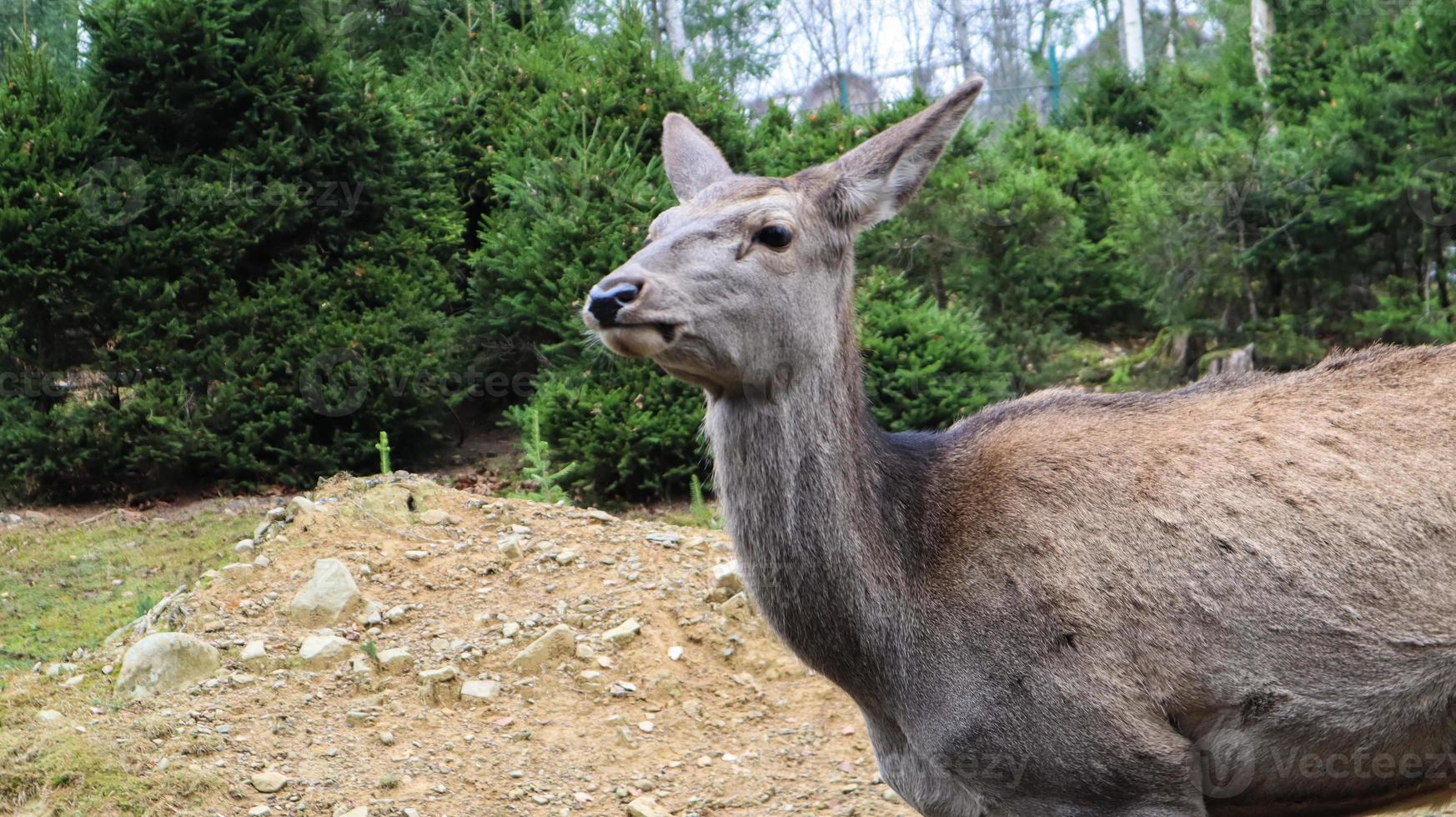 ciervos camina en el bosque a principios de verano en los Cárpatos. foto