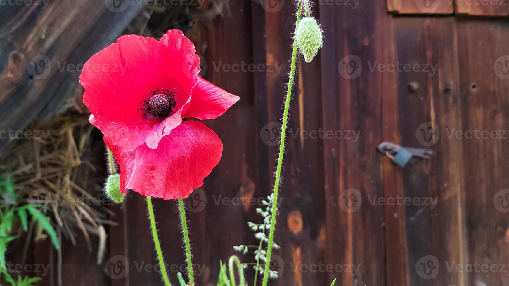 Red poppy flower, a genus of herbaceous plants of the poppy family grows in arid places of the steppes, semi-deserts, deserts, dry rocky slopes of the mountains. Beautiful background with copy space. photo