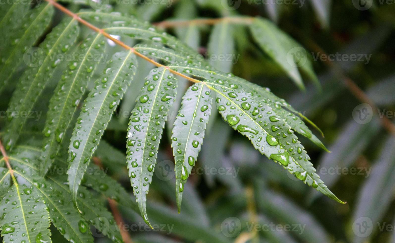 Green leaves with raindrops. Beautiful green natural blurred background with copy space. Close-up shot with selective focus on leaves covered with dewdrops. photo