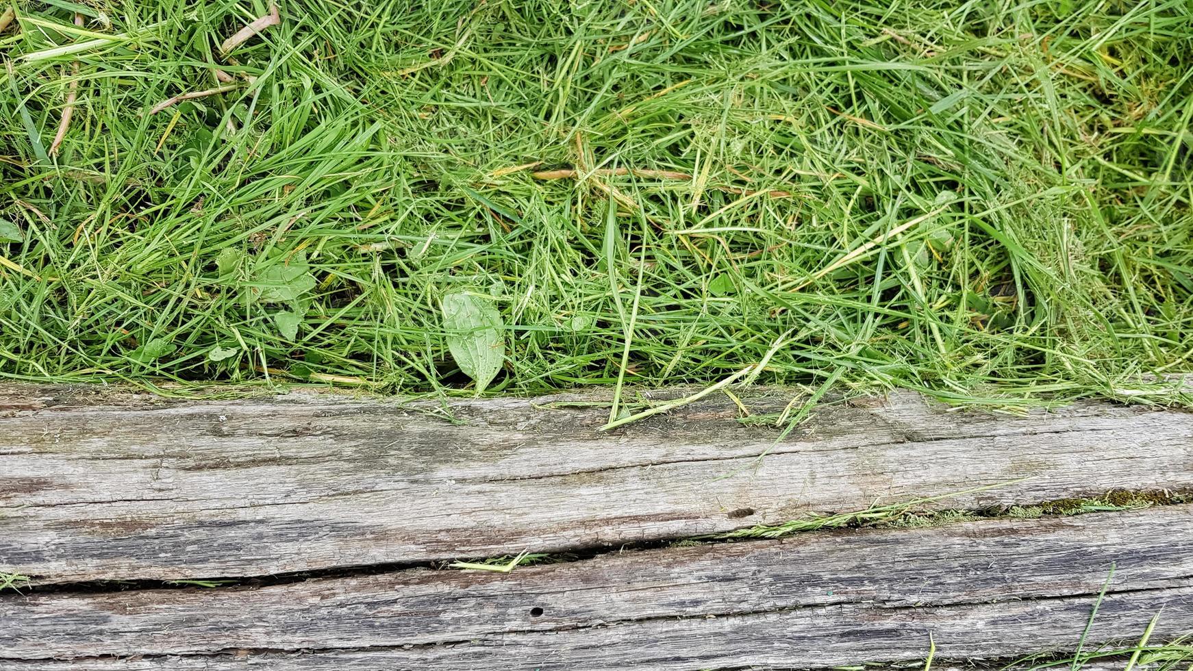 Old username green grass. Dry old log in the grass lies photo