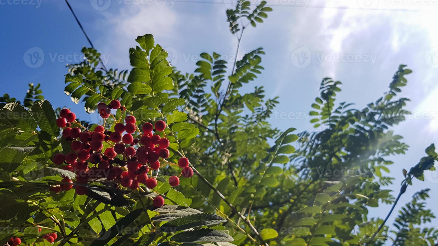 Rowan branch with a bunch of red ripe berries. Rowan close-up on a background of sky and green leaves. photo