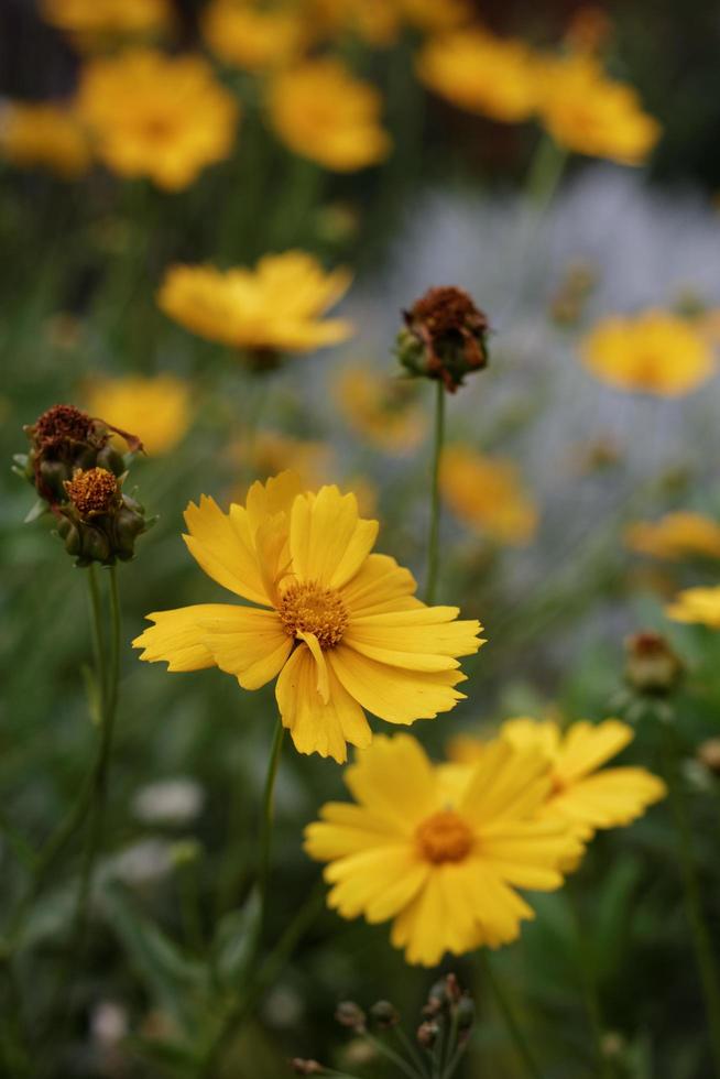 Yellow Daisy Flowers photo