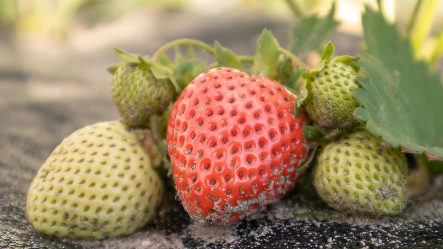 recogiendo fresas rojas grandes orgánicas maduras frescas al aire libre en un clima soleado en la plantación. campo de fresas en una granja de frutas. una nueva cosecha de fresas dulces abiertas que crecen afuera en el suelo. foto