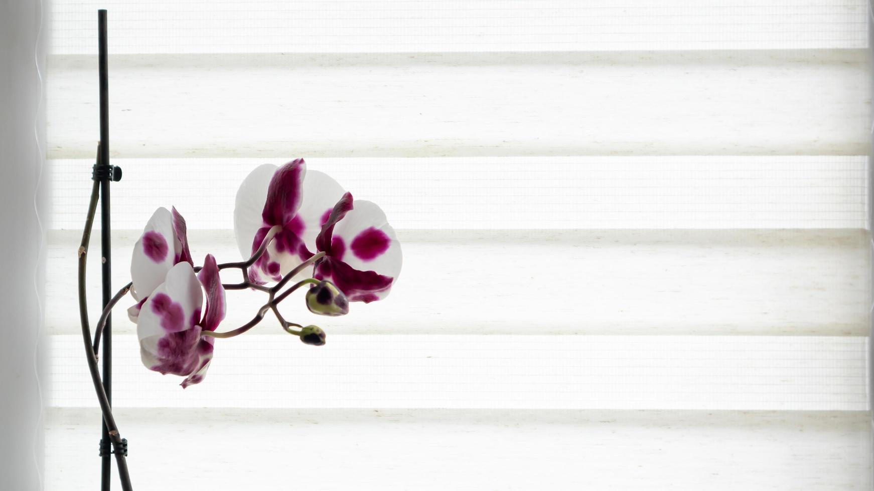 A beautiful orchid grows on the windowsill against the background of roller blinds. Houseplants on the window of the apartment. Flowers in pots on the windowsill. Home decor concept. photo