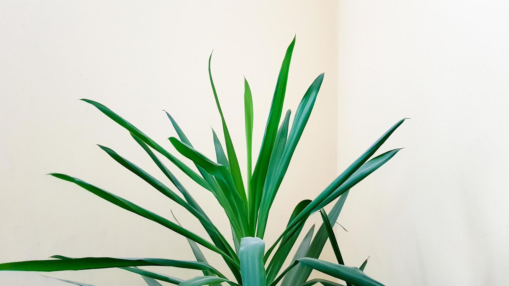 A large green plant in a pot in the sun near a beige wall. photo