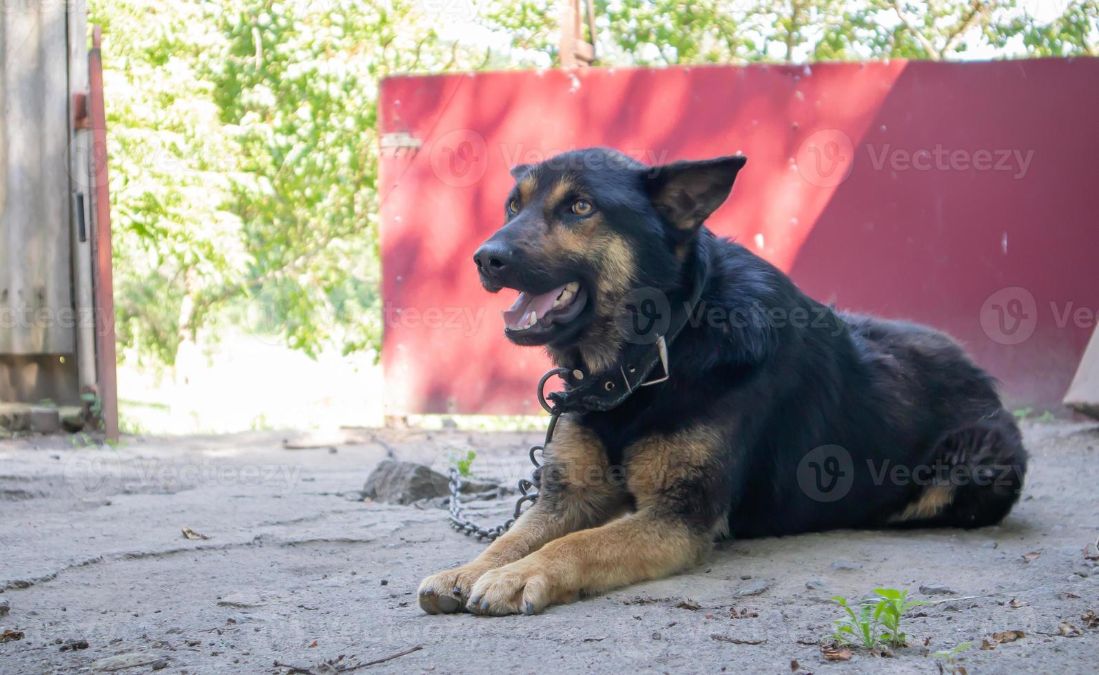 A kind purebred dog on a chain in the yard in the village. A domestic guard animal on the street in summer guards the house on a leash. Chained dog in the backyard. photo