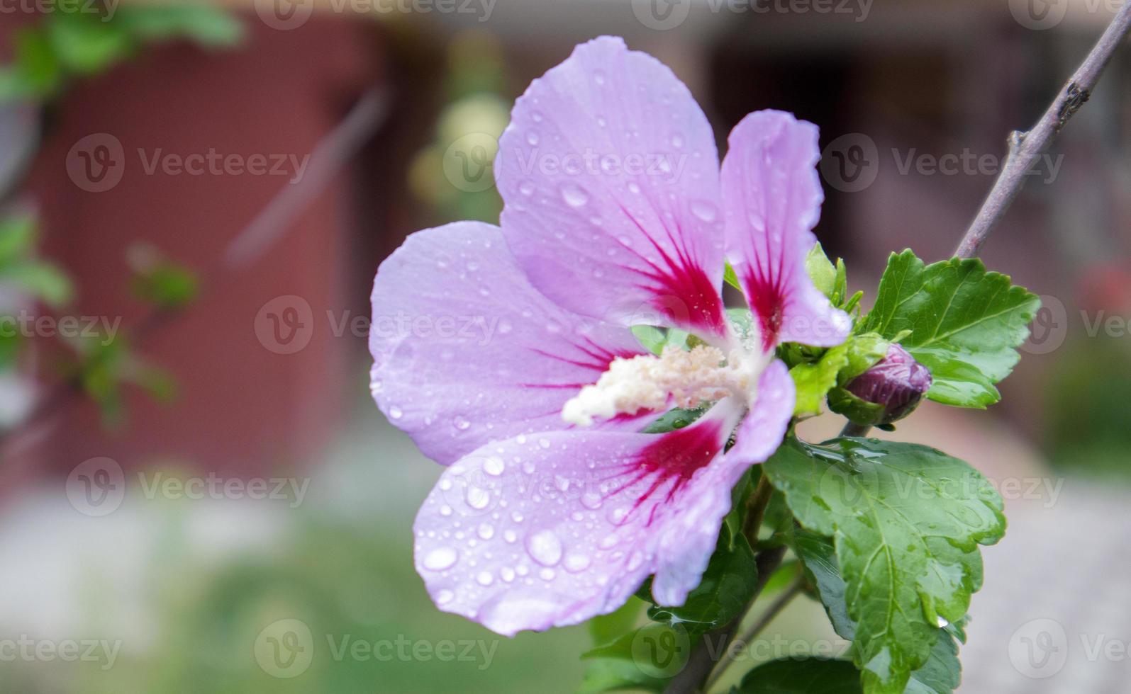 flores de cetmia siria, hibiscus syriacus. Planta ornamental de hibisco sirio, flores de color púrpura púrpura en el jardín con gotas de lluvia o ross de la mañana en tortas y hojas. fondo floral. foto