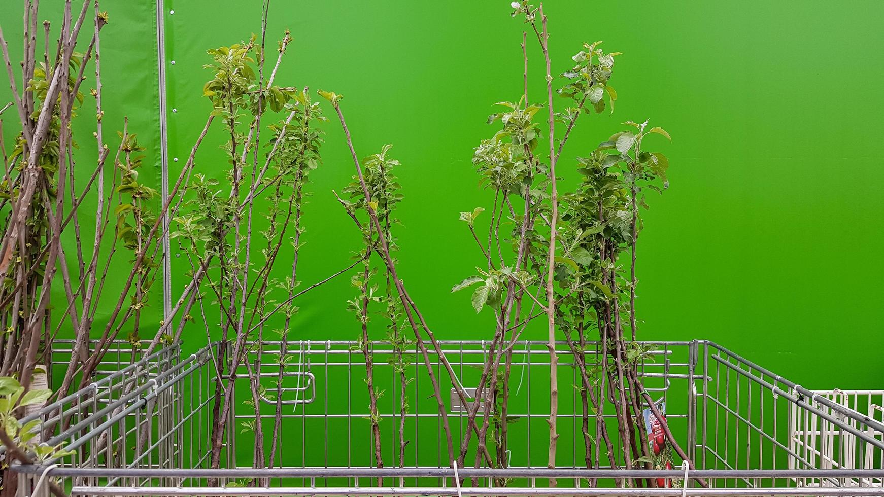 ucrania, kiev - 7 de mayo de 2020. centro de jardinería que vende plantas. plántulas de varios árboles en macetas en una tienda de jardinería al aire libre. Gran distribución de plantación de plantones para venta a comercios. foto