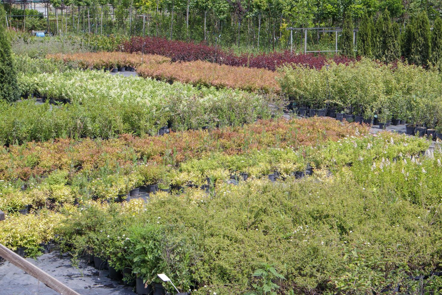 Potted plants are sold at the garden center. Selling plants outdoors. Many varieties of green plants. Flowers, fir, spruce, thuja, apple and other fruit trees. Everything to decorate your garden. photo