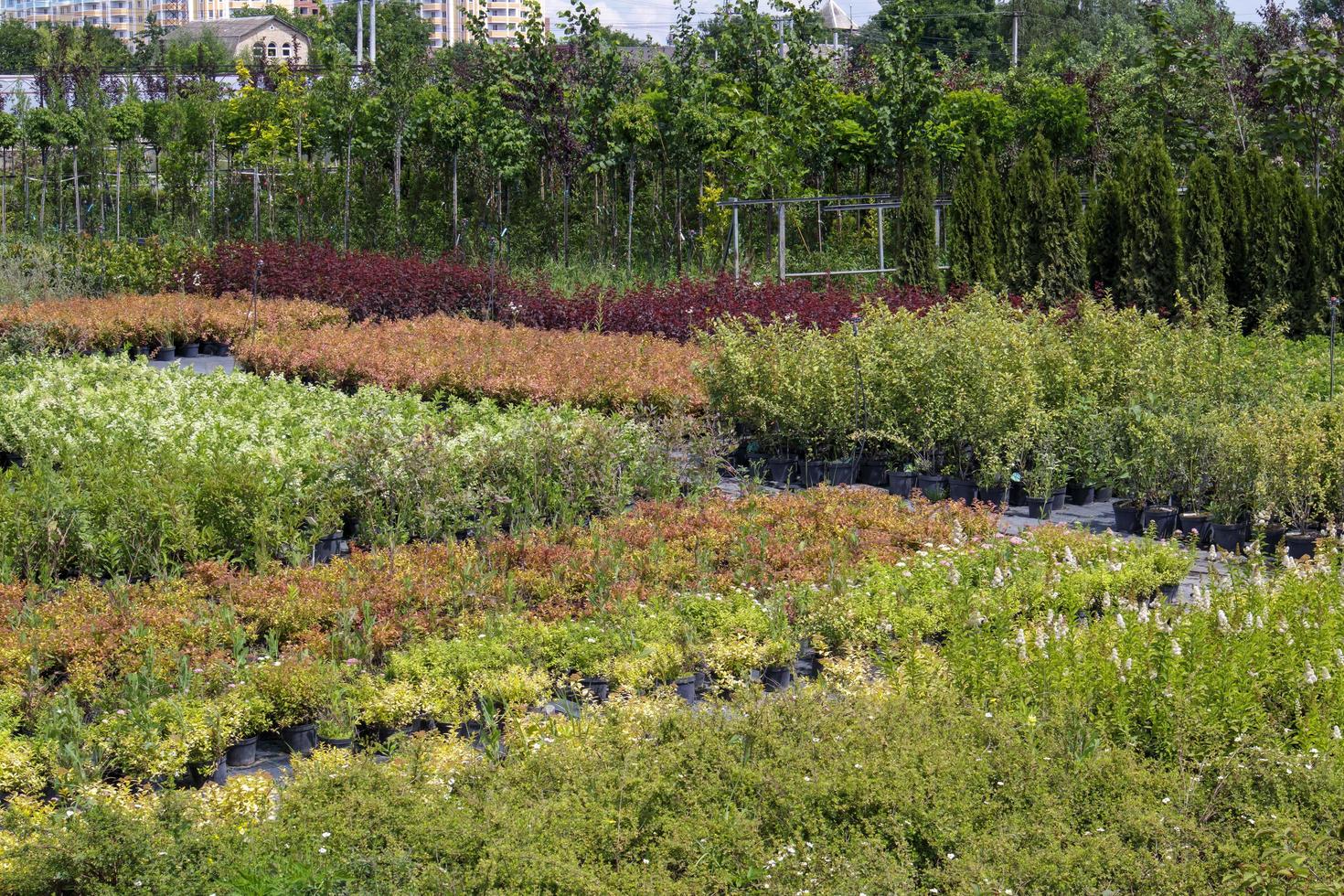 Potted plants are sold at the garden center. Selling plants outdoors. Many varieties of green plants. Flowers, fir, spruce, thuja, apple and other fruit trees. Everything to decorate your garden. photo