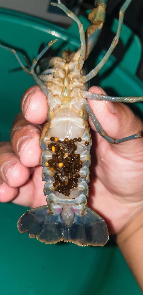 manos sosteniendo cangrejos de agua dulce con huevos foto