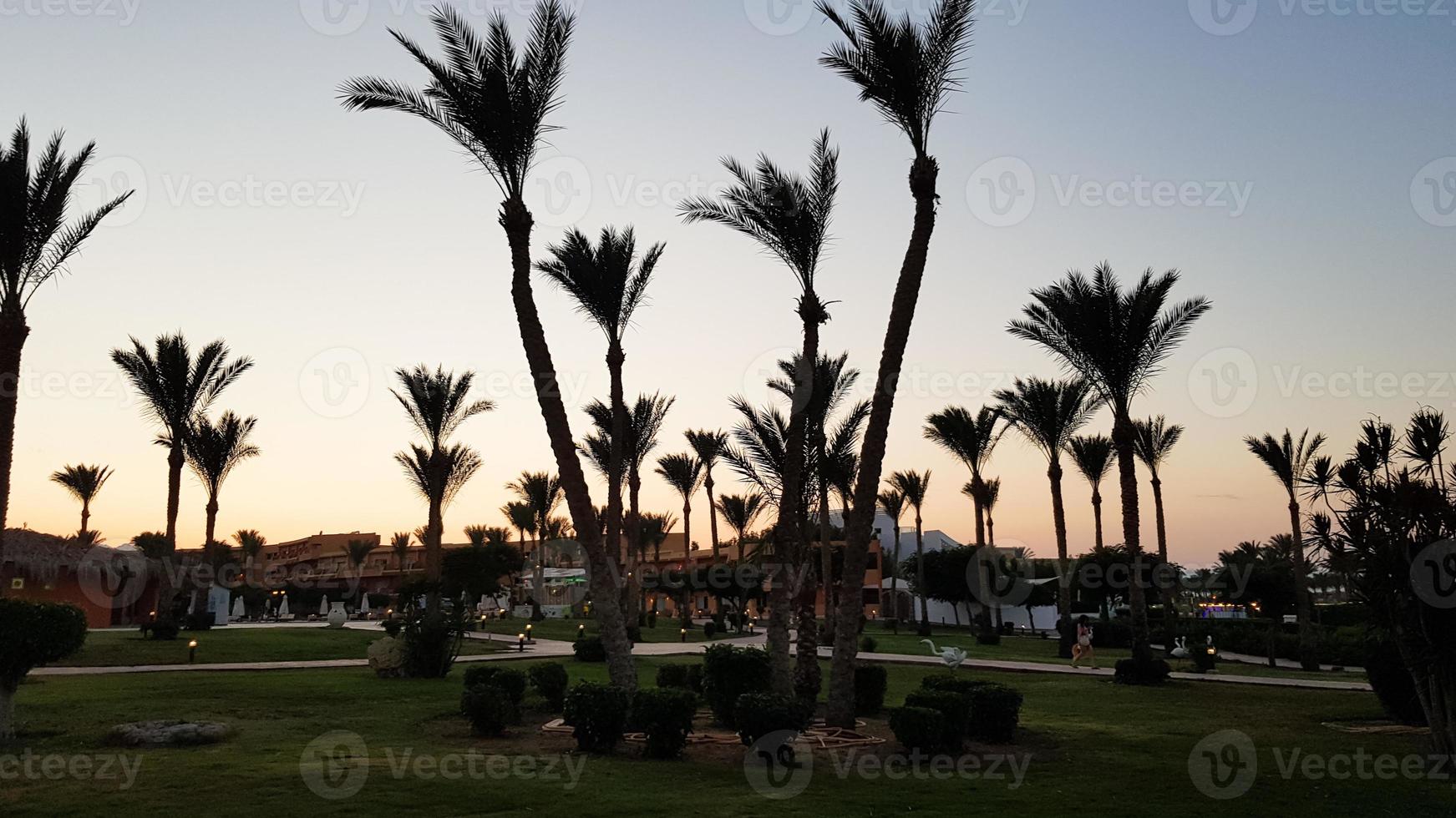 Silhouettes of palm trees against the sky during sunset. Coconut trees, tropical tree of Egypt, summer tree. a family of monocotyledonous, woody plants with unbranched trunks. photo